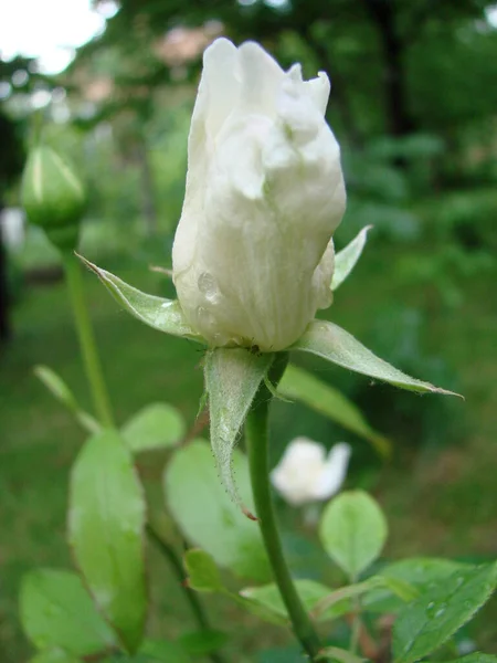 Bud Flower White Varietal Rose Background Green Grass Garden Spring — Stock Photo, Image