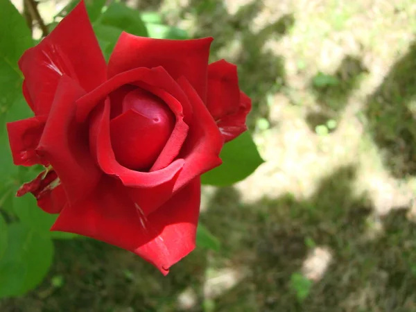 Tomurcuk Bahçede Yeşil Çim Arka Planda Kırmızı Bir Gül Çiçek — Stok fotoğraf