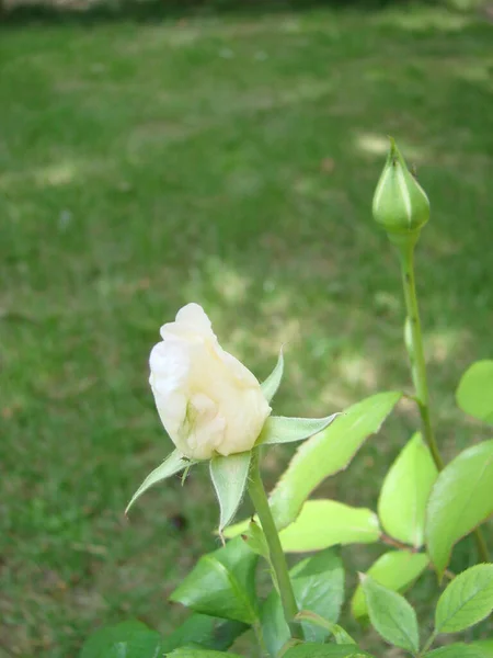 Bud Flower White Rose Background Green Grass Garden Spring Summer — Stock Photo, Image