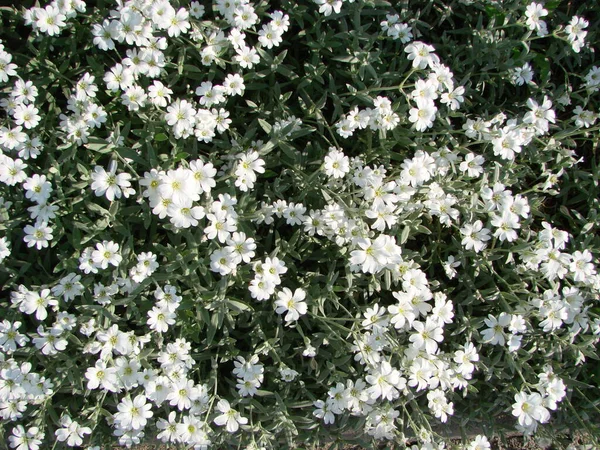 夏の雪 セラスチウムのトメントサムが咲き誇り 白い花が背景に咲きます かなり小さな白い花 — ストック写真