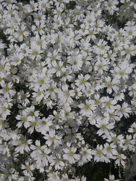 Белоснежный Цветок Снег Летом Цветы Называемые Cerastium Tomentosum — стоковое фото