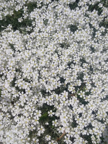Snö Vit Blomma Snön Sommaren Blommor Även Kallad Cerastium Tomentosum — Stockfoto