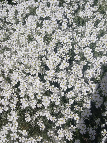 Snö Vit Blomma Snön Sommaren Blommor Även Kallad Cerastium Tomentosum — Stockfoto