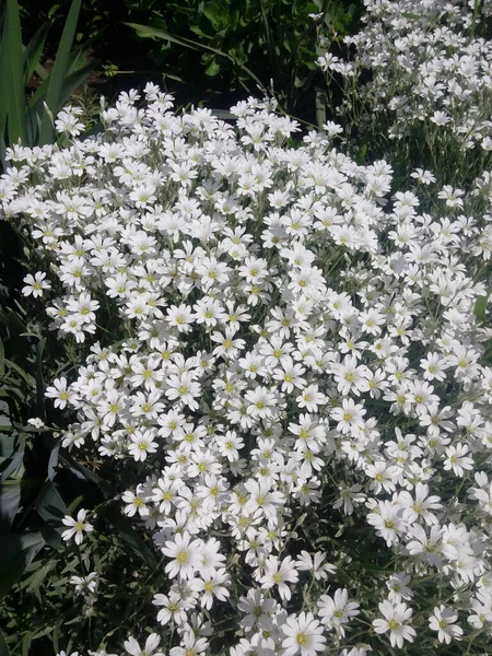 Flor Blanca Como Nieve Nieve Verano Flores También Llamadas Cerastium — Foto de Stock