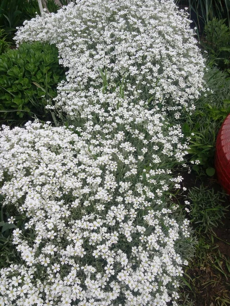 Білосніжна Квітка Сніг Влітку Квіти Також Називаються Cerastium Tomentosum — стокове фото