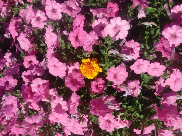 Цветы Magenta Petunia Саду Петуния — стоковое фото