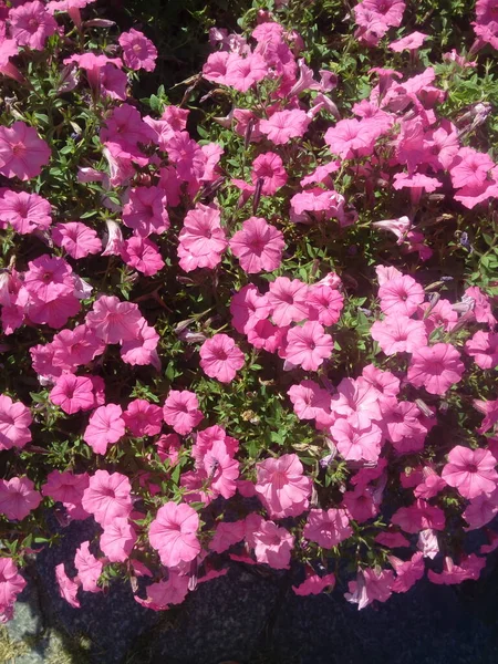 Magenta Petunia Flowers Garden Beautiful Summer Multicolored Flowers Park Petunia — Stockfoto