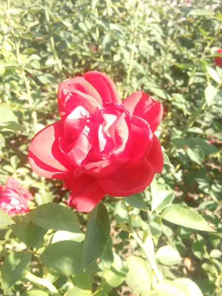 Κόκκινο Τριαντάφυλλο Λουλούδι Ανθίζει Τριαντάφυλλα Κήπο Τριαντάφυλλα Φόντο Λουλούδια — Φωτογραφία Αρχείου