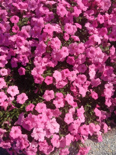 Magenta Petunia Flowers Garden Beautiful Summer Multicolored Flowers Park Petunia — Stockfoto