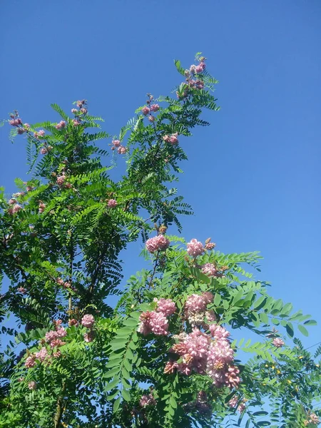 Pink acacia flower, Robinia pseudoacacia.