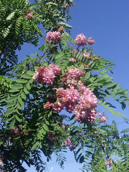 Pink Acacia Flower Robinia Pseudoacacia — Stockfoto