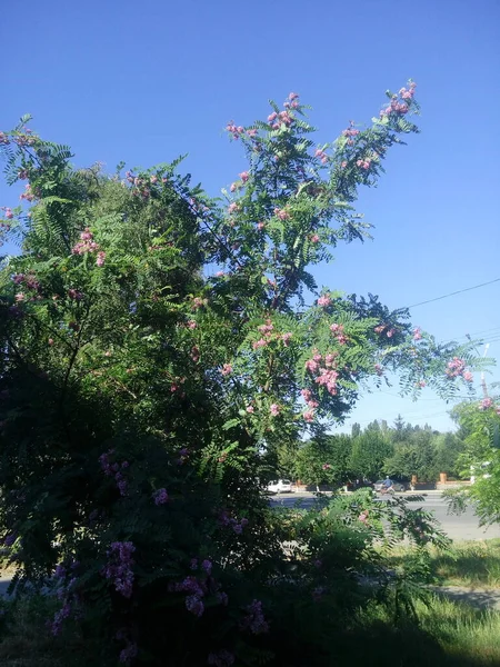 Pink Acacia Flower Robinia Pseudoacacia — Stockfoto