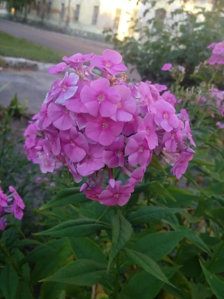 Purple flowers phlox paniculata. Flowering branch of purple phlox in the garden in rainy weather. Soft blurred selective focus.