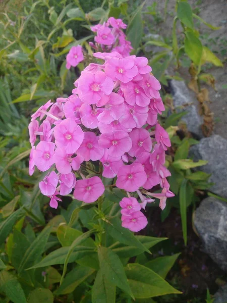 紫色的花 淡紫色的花 下雨天 花园里开紫花枝 软模糊的选择性焦点 — 图库照片