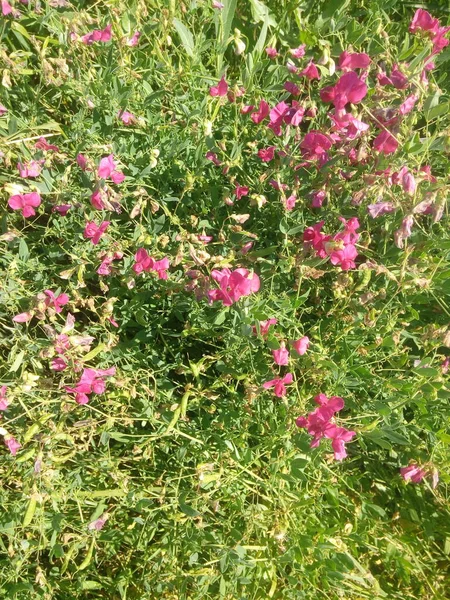 Pretty Small Common Vetch Spring Field — Stockfoto