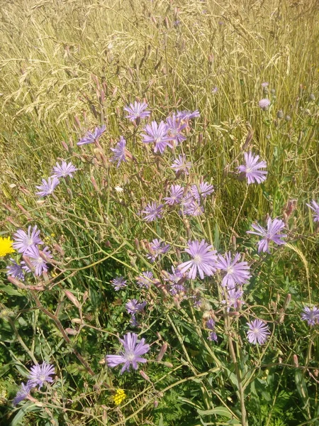 Blue Chicory Flower Natural Environment Cichriumntybus — Stockfoto
