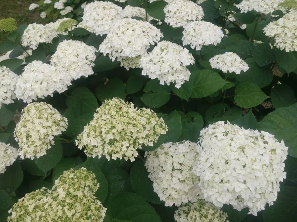 Bright White Flowering Garden Flowers White Hydrangea Close — Photo
