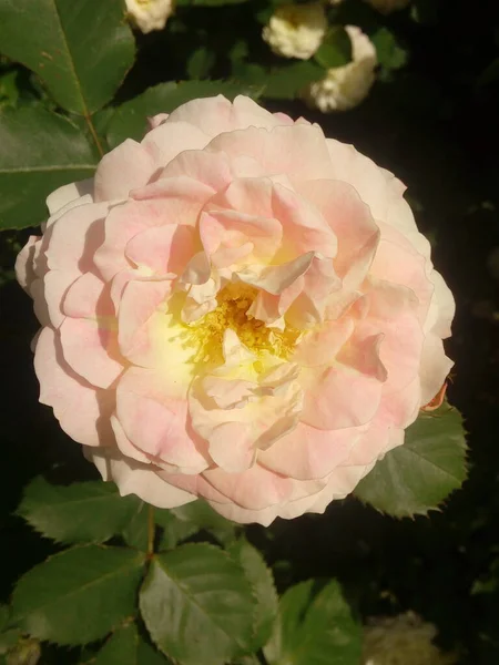 Yellow Roses Blue Sky Background Yellow Roses Bush Garden Close — Stock Fotó