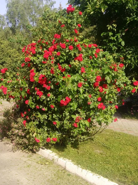 Цветок Красной Розы Цветет Саду Роз Заднем Плане Цветы Роз — стоковое фото