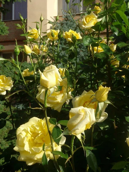 Yellow roses on the blue sky background. Yellow roses on a bush in a garden. Close-up of garden rose.