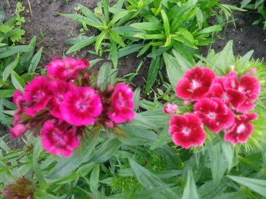 Dianthus Deltoides Maiden Pink and white Flowers.