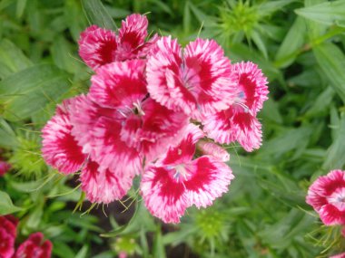Dianthus Deltoides Maiden Pink and white Flowers.