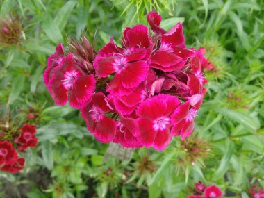 Dianthus Deltoides Maiden Pink and white Flowers.