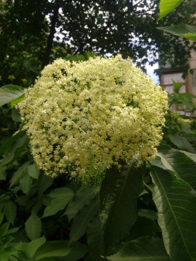 Sambucus nigra Black Elder European Elder European Elderberry Avrupa Kara Mürver Ortak Elde.