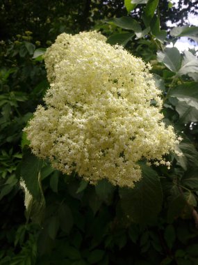 Sambucus nigra Black Elder European Elder European Elderberry Avrupa Kara Mürver Ortak Elde.