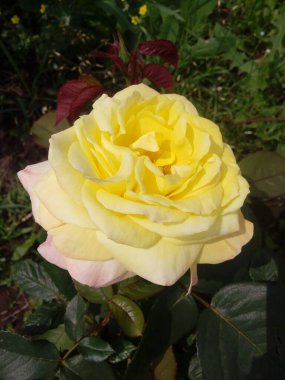Yellow roses on the blue sky background. Yellow roses on a bush in a garden. Close-up of garden rose.