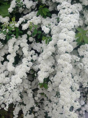 Blossoming white flowers decorative shrub. Small flowers cover all the branches of the plant. The Latin Spiraea thunbergii