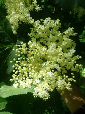 Sambucus nigra Black Elder European Elder European Elderberry Avrupa Kara Mürver Ortak Elde.
