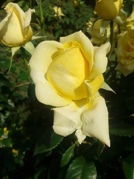 Yellow roses on the blue sky background. Yellow roses on a bush in a garden. Close-up of garden rose.