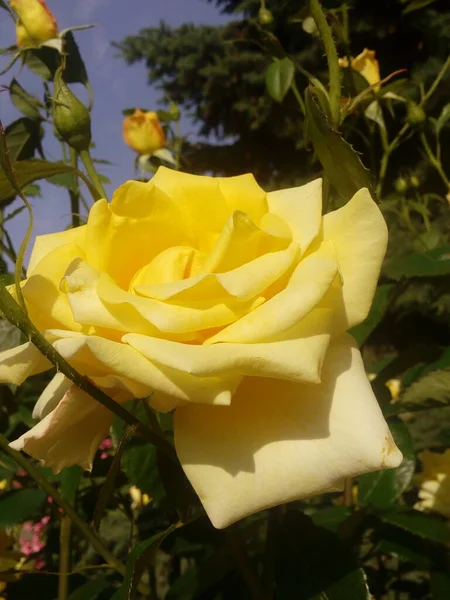 Yellow roses on the blue sky background. Yellow roses on a bush in a garden. Close-up of garden rose.