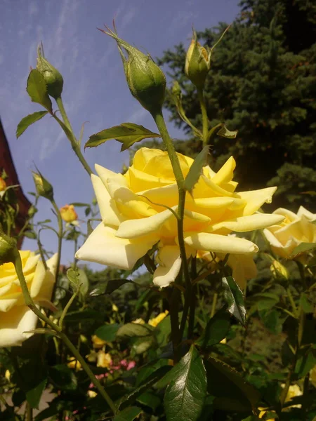 Yellow Roses Blue Sky Background Yellow Roses Bush Garden Close — ストック写真