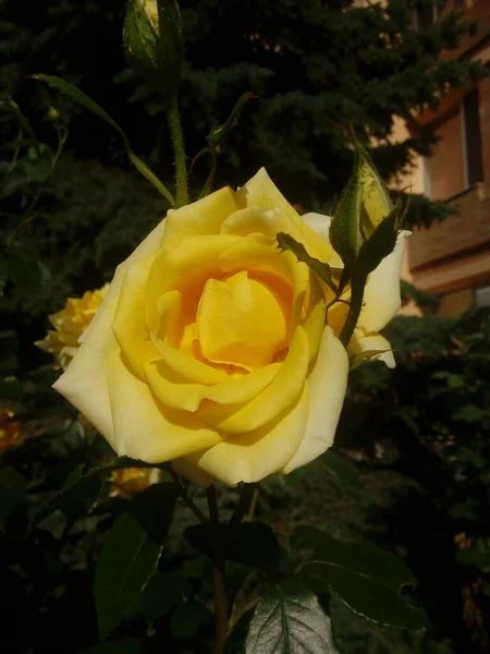 Κίτρινα Τριαντάφυλλα Στο Φόντο Του Μπλε Ουρανού Κίτρινα Τριαντάφυλλα Ένα — Φωτογραφία Αρχείου