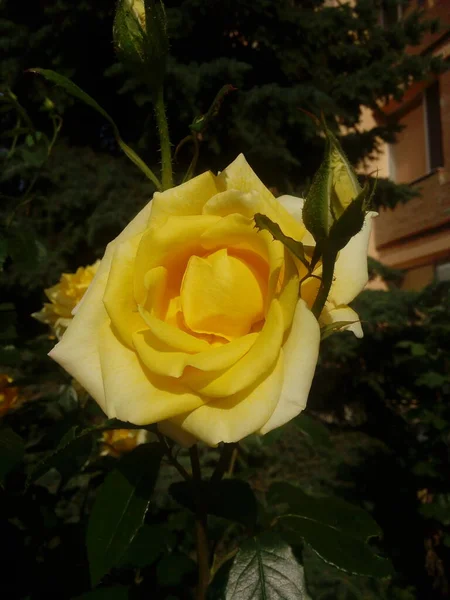 Yellow Roses Blue Sky Background Yellow Roses Bush Garden Close — Stockfoto