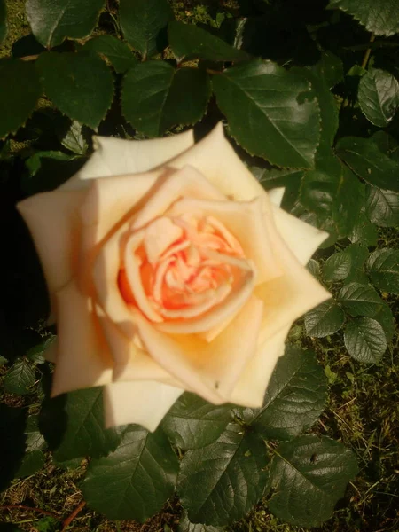Жовті Троянди Фоні Блакитного Неба Жовті Троянди Кущі Саду Крупним — стокове фото