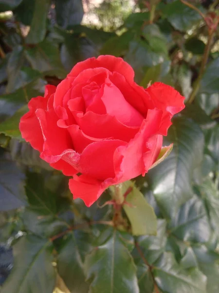 Red Rose Flower Blooming Roses Garden Background Roses Flowers — Fotografia de Stock