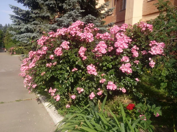 Fleurs Cynorrhodon Croissant Dans Nature — Photo