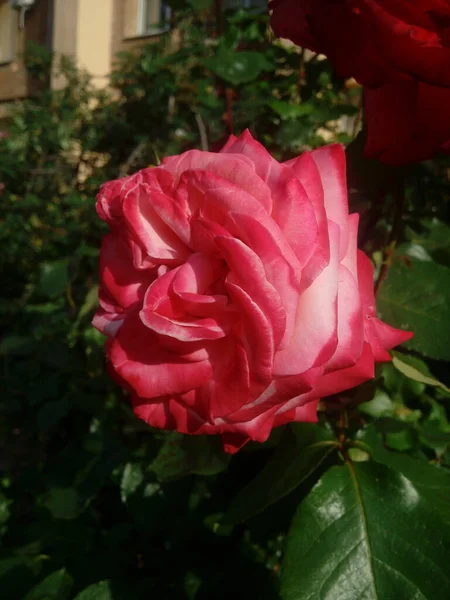Κόκκινο Τριαντάφυλλο Λουλούδι Ανθίζει Τριαντάφυλλα Κήπο Τριαντάφυλλα Φόντο Λουλούδια — Φωτογραφία Αρχείου