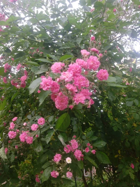 Flores Rosa Cão Rosehip Crescendo Natureza — Fotografia de Stock