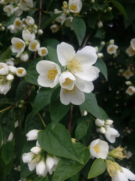Jasmijn Bloemen Bloeien Zonnige Zomerdag — Stockfoto