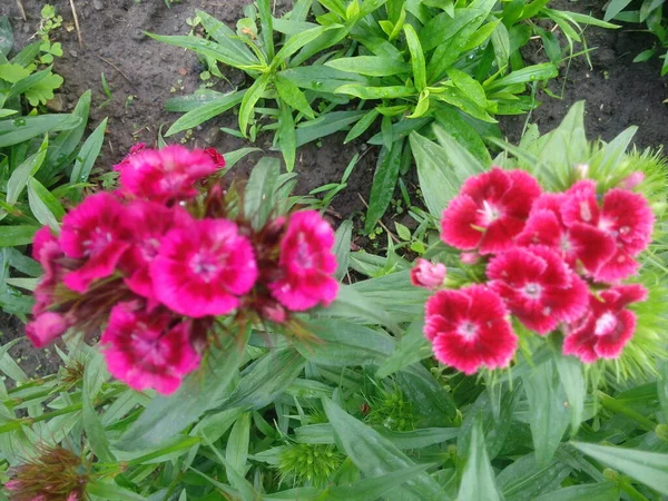 Dianthus Deltoides Maiden Pink and white Flowers.