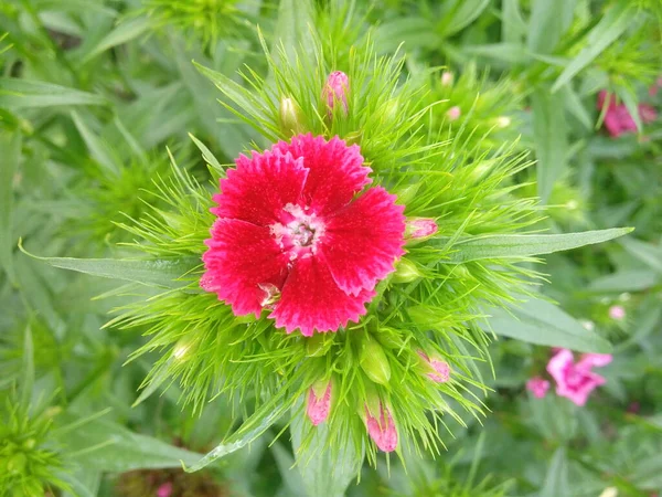 Dianthus Deltoides Maiden Pink White Flowers — Stockfoto