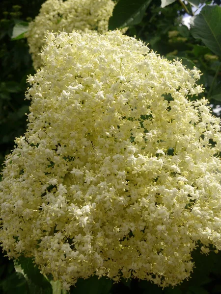 Sambucus Nigra Black Elder European Elder European Elderberry European Black — Stock Fotó