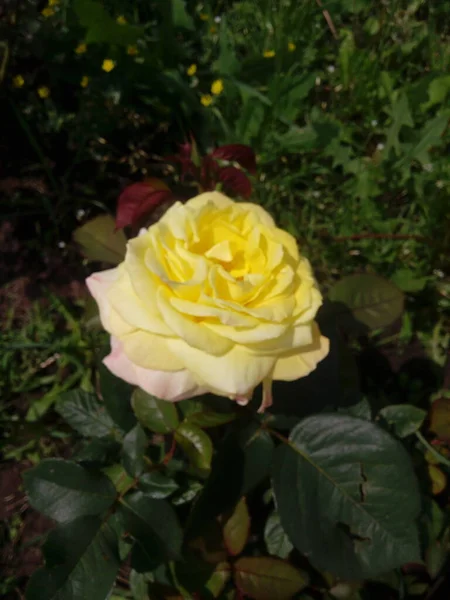 Yellow Roses Blue Sky Background Yellow Roses Bush Garden Close — Zdjęcie stockowe