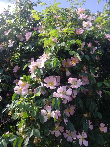 Doğada yetişen gül goncaları..