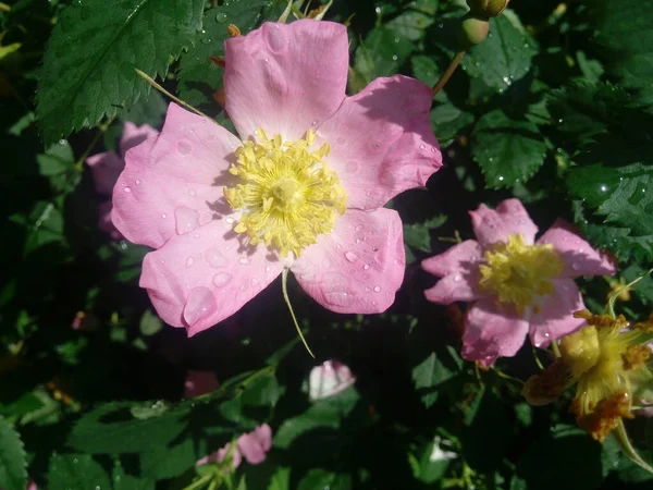 Flowers Dog Rose Rosehip Growing Nature — Stock Photo, Image