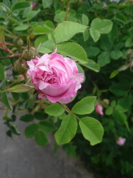 Flores Rosa Rosa Rosa Perro Creciendo Naturaleza — Foto de Stock